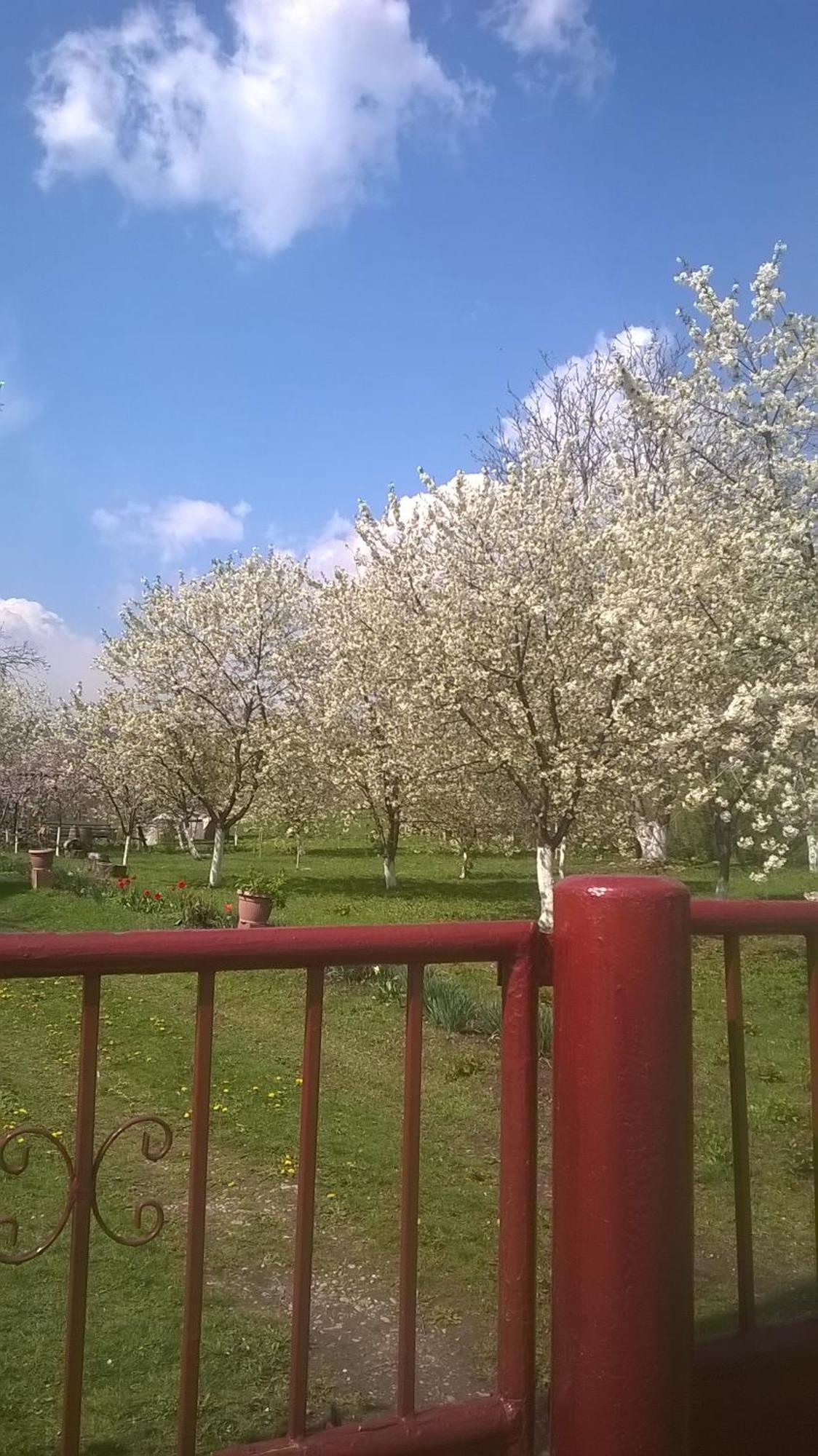 Tîrgu Ocna Casa Livada Bunicii 빌라 외부 사진
